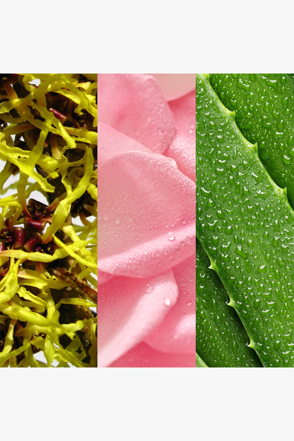 Witch Hazel & Rosewater Toner - Image 2
