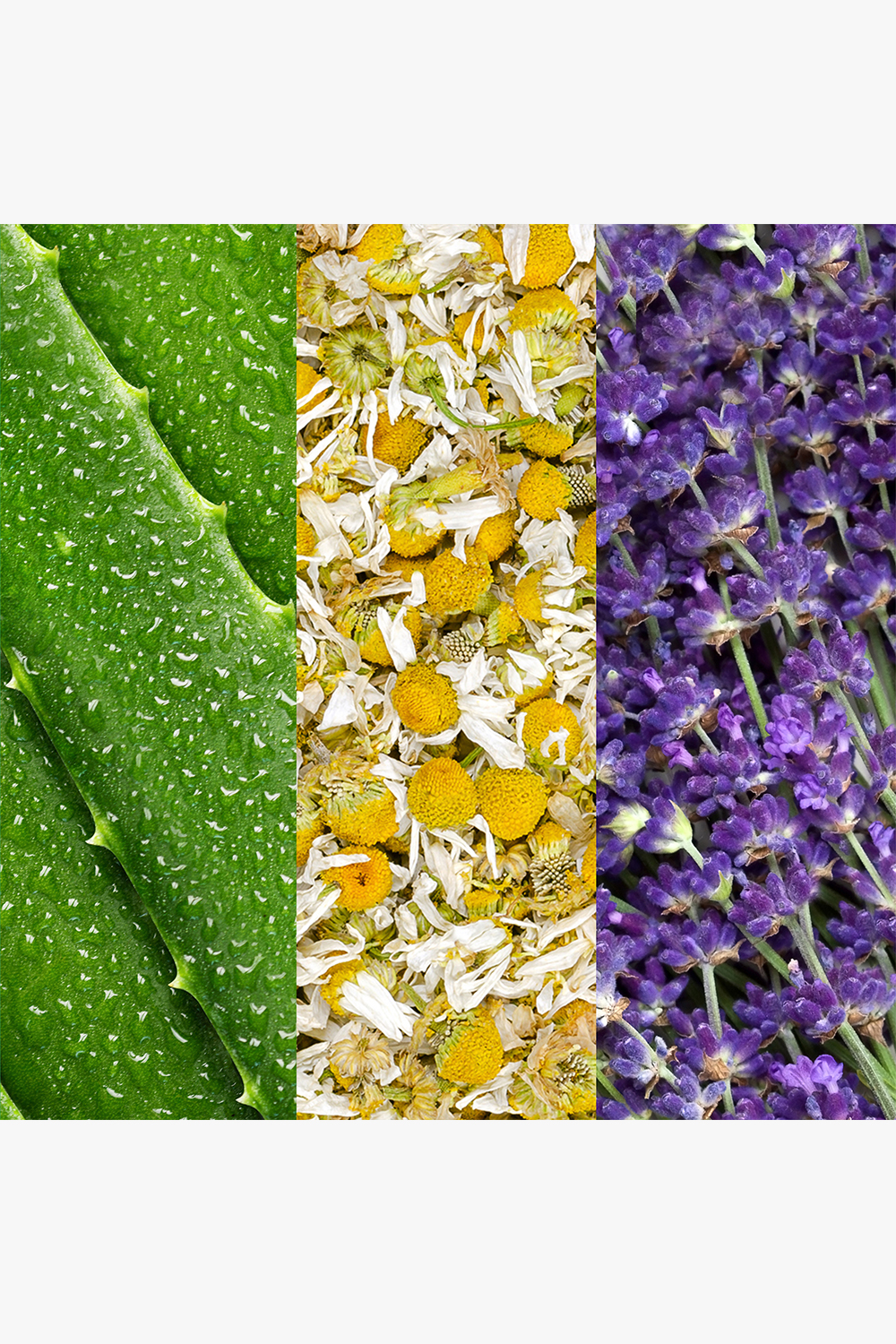 Facial Spray Aloe,Chamomile&Lavender 118ml - Image 2